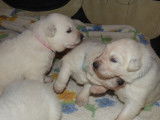 Chiots de race Berger Blanc Suisse LOF à réserver