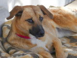 Chien fauve à adopter