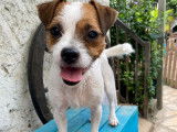 Chiot mâle bicolore à adopter
