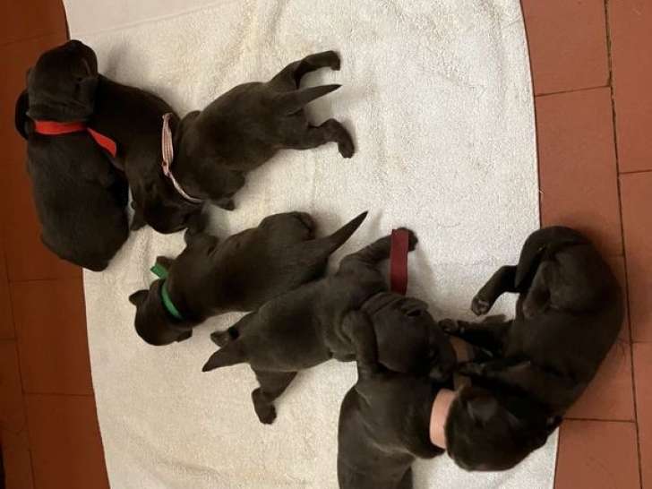7 chiots Labradors noirs LOF à réserver