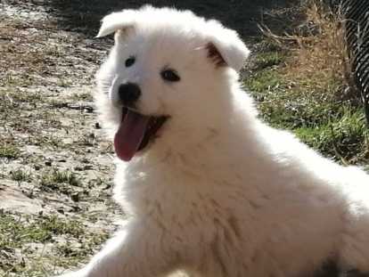 Chiots Berger Blanc Suisse LOF à vendre