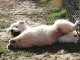 Chiots Berger Blanc Suisse LOF à vendre