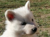 Chiots Berger Blanc Suisse LOF à vendre