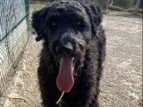 Chien Bouvier des flandres noir à donner