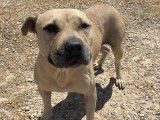 Chienne au pelage beige de 6 ans à adopter