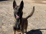 Chien Berger Malinois au pelage noir et feu à donner