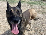 Chien Berger Malinois à donner