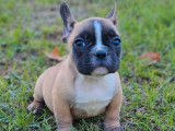 À réserver : Chiot mâle Bouledogue Français LOF au pelage fauve charbonné