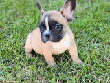 À réserver : Chiot mâle Bouledogue Français LOF au pelage fauve charbonné