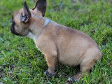 À réserver : Chiot mâle Bouledogue Français LOF au pelage fauve charbonné