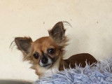Chihuahuas