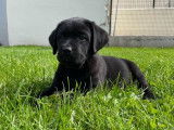 À vendre : des chiots Labrador Retrievers LOF au pelage noir