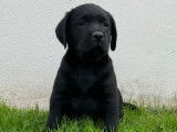 À vendre : des chiots Labrador Retrievers LOF au pelage noir