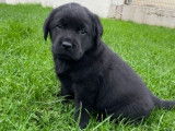 À vendre : des chiots Labrador Retrievers LOF au pelage noir
