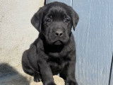 À vendre : des chiots Labrador Retrievers LOF au pelage noir