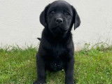 À vendre : des chiots Labrador Retrievers LOF au pelage noir