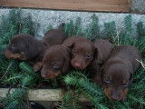 4 chiots Teckel Nains de couleur chocolat LOF à réserver