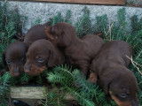 4 chiots Teckel Nains de couleur chocolat LOF à réserver