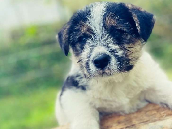 Un chiot Jack Russell Terrier LOF tricolore disponible à la vente