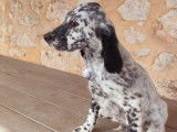 &Agrave; vendre : des chiots m&acirc;les Setters Anglais LOF