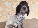 &Agrave; vendre : des chiots m&acirc;les Setters Anglais LOF