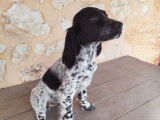 &Agrave; vendre : des chiots m&acirc;les Setters Anglais LOF