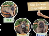 4 chiots Bergers Belges Malinois LOF à réserver