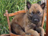 4 chiots Bergers Belges Malinois LOF à réserver