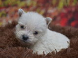 Des chiots Westies LOF disponibles &agrave; la r&eacute;servation