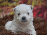 Des chiots Westies LOF disponibles &agrave; la r&eacute;servation