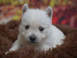 Des chiots Westies LOF disponibles &agrave; la r&eacute;servation