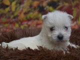 Des chiots Westies LOF disponibles &agrave; la r&eacute;servation
