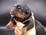 Chiots Beauceron noir et feu à vendre