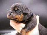 Chiots Beauceron noir et feu à vendre