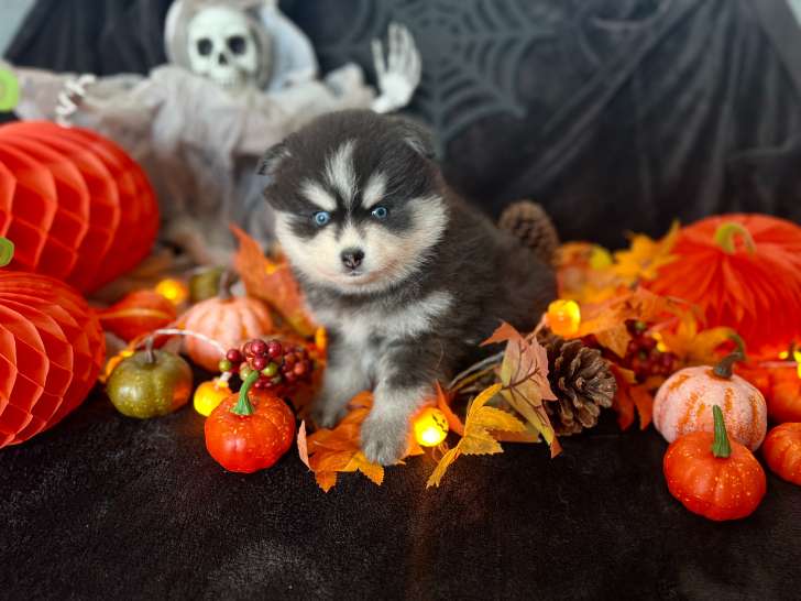 Chiots Pomsky F4 de lignée américaine à vendre