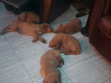 Chiots Golden Retriever roux à vendre