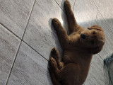 Chiots Golden Retriever roux à vendre