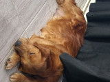 Chiots Golden Retriever roux à vendre