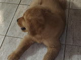 Chiots Golden Retriever roux à vendre