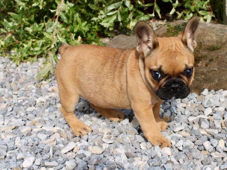 Des chiots Bouledogues Français LOF à vendre