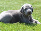 13 chiots Braques de Weimar LOF disponibles à la vente