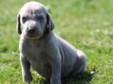 13 chiots Braques de Weimar LOF disponibles à la vente