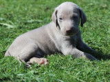 13 chiots Braques de Weimar LOF disponibles à la vente