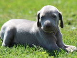 13 chiots Braques de Weimar LOF disponibles à la vente