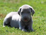 13 chiots Braques de Weimar LOF disponibles à la vente
