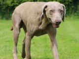 Chien Braque de Weimar LOF à vendre