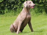 Chien Braque de Weimar LOF à vendre