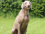Chien Braque de Weimar LOF à vendre