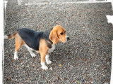 Chienne Beagle LOF tricolore à vendre