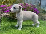 7 chiots Whippets LOF disponibles à l'achat